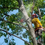 Tree Service in Newburgh, NY and Greater Hudson Valley by New York Tree Masters