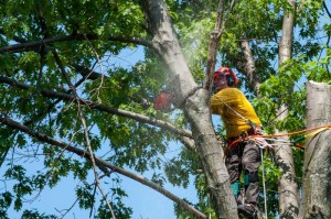 Tree Service by New York Tree Masters