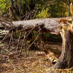 Broken evergreen tree in the forest.